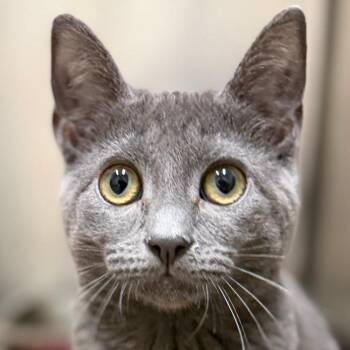 Olive -  Domestic Short Hair Cat for Adoption in Pittsford, Vermont - Olive | PetCurious