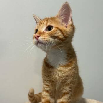 Peaches -  American Shorthair Cat for Adoption in Bethel, Connecticut - Peaches | PetCurious