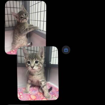 Domestic Short Hair Cats Available for Adoption in Shelbyville, Illinois - Female 4- Grey Tabby | PetCurious