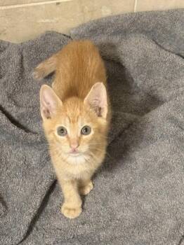 Corn -  Domestic Short Hair Cat for Adoption in Liverpool, Texas - Corn | PetCurious