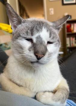 Rescue Domestic Short Hair Cats for Adoption in Philadelphia, Pennsylvania - BUTTONS | PetCurious