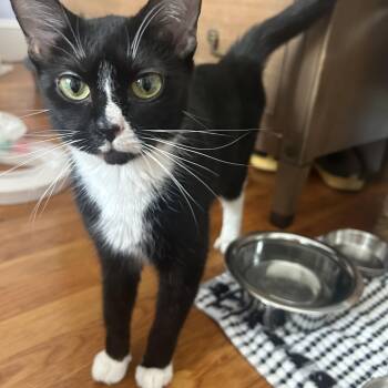 Domestic Short Hair Cats Available for Adoption in Medford, Massachusetts - Sophia | PetCurious