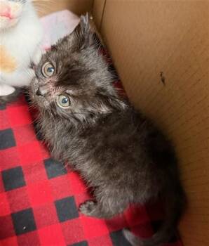 EENIE -  Domestic Short Hair Cat for Adoption in Riverside, California - EENIE | PetCurious