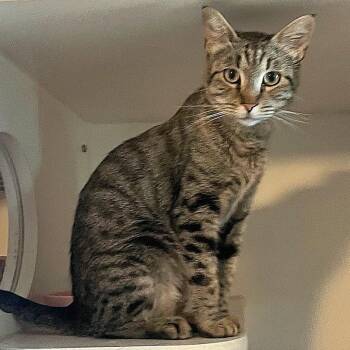 Brooke -  Domestic Short Hair Cat for Adoption in Prescott, Arizona - Brooke | PetCurious