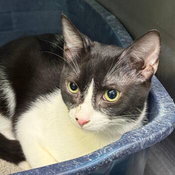 Cal -  Domestic Short Hair Cat for Adoption in Casa Grande, Arizona - Cal | PetCurious