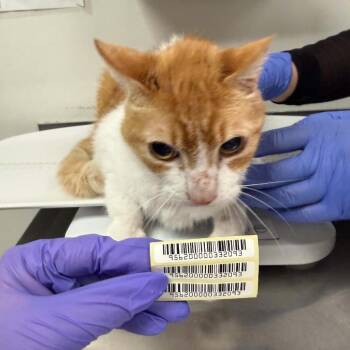 Lady Rainicorn -  Domestic Medium Hair Cat for Adoption in Charleston, West Virginia - Lady Rainicorn | PetCurious