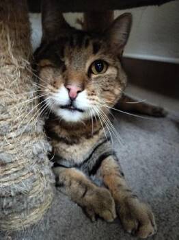 Rescue Tabby Cats for Adoption in Parlier, California - Skittles | PetCurious