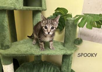 Rescue Domestic Short Hair Cats for Adoption - Spooky Avo 0825 | PetCurious