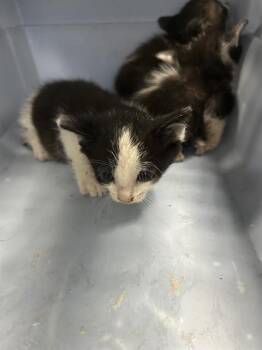A383251 -  Domestic Short Hair Cat for Adoption in Ocala, Florida - A383251 | PetCurious