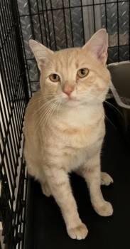 Rescue Domestic Short Hair Cats for Adoption in Montville, New Jersey - Oyster | PetCurious