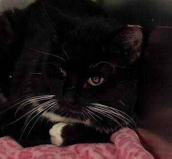 Link -  Domestic Short Hair Cat Available for Adoption in Ontario, Oregon - Link | PetCurious