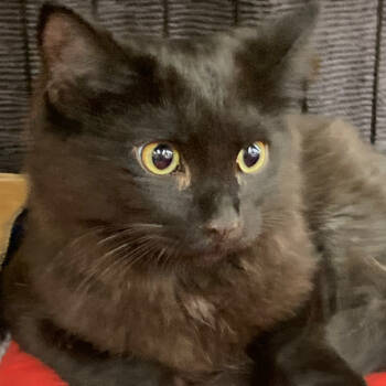 Rescue Domestic Medium Hair Cats for Adoption in Merrifield, Virginia - Finn Tomlinson | PetCurious