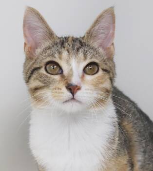 Mouse is a mushball lover girl - rainbow princess - OLD ENOUGH T -  Torbie and Turkish Van Cat for Adoption in Bedford Hills, New York - Mouse Is A Mushball Lover Girl - Rainbow Princess - OLD ENOUGH T | PetCurious