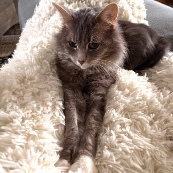 Domestic Long Hair Cats Available for Adoption in Wilmington, Ohio - Biscuit | PetCurious
