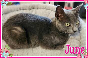June -  Domestic Short Hair Cat for Adoption in Valley City, North Dakota - June | PetCurious