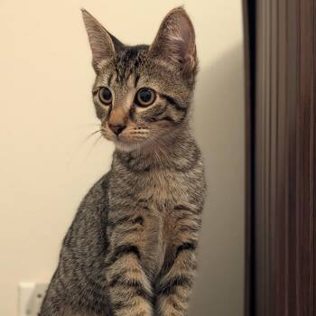 Kale -  Domestic Short Hair Cat for Adoption in La Grange, Kentucky - Kale | PetCurious