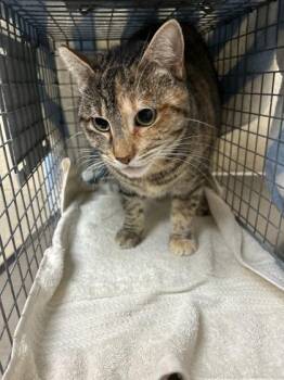 Domestic Short Hair Cats Available for Adoption - Nala | PetCurious