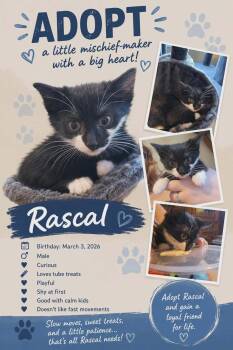 Rascal -  Domestic Short Hair Cat for Adoption in Winnipeg, Manitoba - Rascal | PetCurious