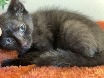 Hank at Canton PetSmart Adoption Center -  Domestic Short Hair Cat for Adoption in Taylor, Michigan - Hank At Canton PetSmart Adoption Center | PetCurious