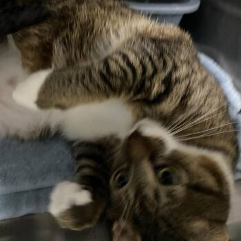 Tutt -  Domestic Short Hair Cat for Adoption in Lakeland, Florida - Tutt | PetCurious