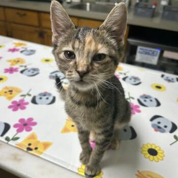 Poptart -  Domestic Short Hair Cat for Adoption in Nashville, Tennessee - Poptart | PetCurious