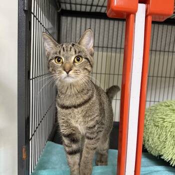 Layla -  Domestic Short Hair Cat for Adoption in Hendersonville, Tennessee - Layla | PetCurious