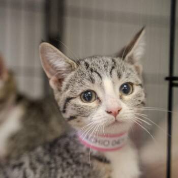 Pistachio -  Domestic Short Hair Cat for Adoption in Pawling, New York - Pistachio | PetCurious