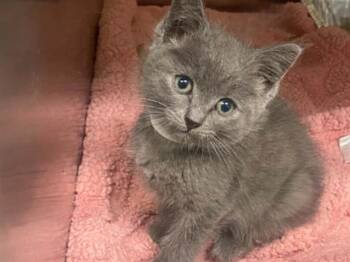 FRENCHIE -  Domestic Long Hair Cat for Adoption in Tustin, California - FRENCHIE | PetCurious