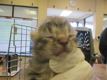ERASA -  Domestic Short Hair Cat Available for Adoption in Ocala, Florida - ERASA | PetCurious