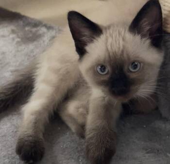 Blue -  Domestic Short Hair Cat for Adoption in South Pasadena, California - Blue | PetCurious