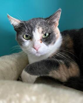 Rescue Dilute Tortoiseshell Cats for Adoption in Scottsburg, Indiana - SHASTA | PetCurious