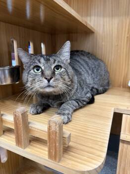 Rescue Domestic Short Hair Cats for Adoption in West Mifflin, Pennsylvania - Bongo | PetCurious