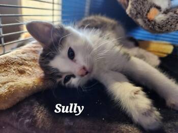 Rescue Domestic Short Hair Cats for Adoption in Pendleton, Oregon - Sully | PetCurious