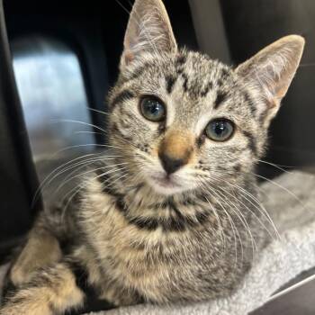 Cosmo -  Domestic Short Hair Cat for Adoption in Spokane, Washington - Cosmo | PetCurious