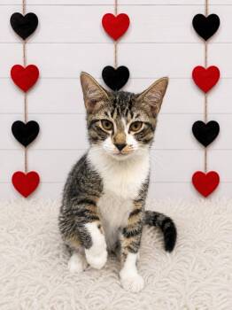 Brew -  Domestic Short Hair Cat for Adoption in Corpus Christi, Texas - Brew | PetCurious