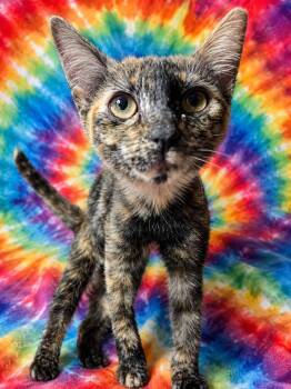 Lucy -  Domestic Short Hair Cat for Adoption in San Tan Valley, Arizona - Lucy | PetCurious