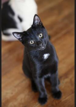 Initials Kitten:  BB -  Domestic Short Hair Cat for Adoption - Initials Kitten:  BB | PetCurious
