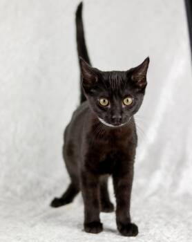 Bach -  Domestic Short Hair Cat for Adoption in Lewisburg, Tennessee - Bach | PetCurious