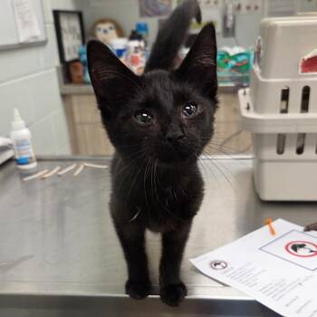 Domestic Short Hair Cats Available for Adoption in Chattanooga, Tennessee - Onyx | PetCurious