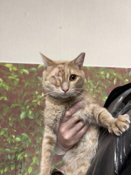 Surprise -  Domestic Short Hair Cat for Adoption in San Antonio, Texas - Surprise | PetCurious