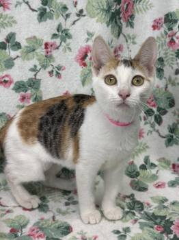 261076  Jema -  Domestic Short Hair Cat for Adoption in Wetumpka, Alabama - 261076  Jema | PetCurious