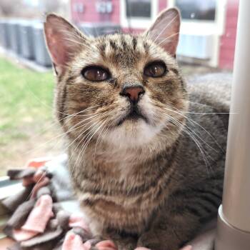 Tabby Cats Available for Adoption in Marshfield, Wisconsin - MeeMaw | PetCurious
