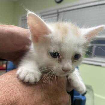 Tok -  Domestic Short Hair Cat for Adoption in West Des Moines, Iowa - Tok | PetCurious