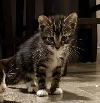 Aneesa -  Domestic Short Hair Cat for Adoption in Alafaya, Florida - Aneesa | PetCurious
