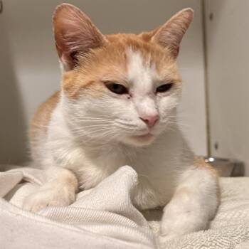 CHEEKY -  Domestic Short Hair Cat for Adoption in Methuen, Massachusetts - CHEEKY | PetCurious