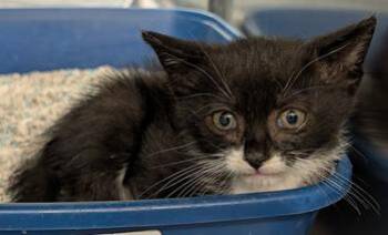 Purrcy -  Domestic Short Hair Cat for Adoption in Herndon, Virginia - Purrcy | PetCurious