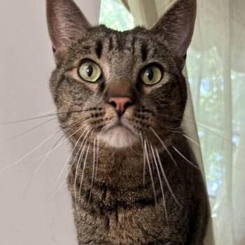 Rescue Domestic Short Hair Cats for Adoption in Vacaville, California - P.B. | PetCurious