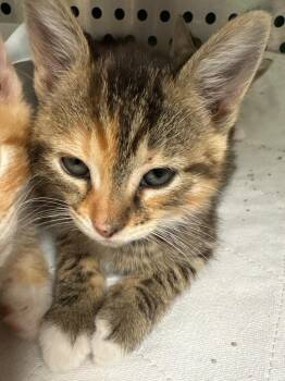 Domestic Short Hair Cats Available for Adoption in Morgantown, Kentucky - Beasley Kitten 3 | PetCurious