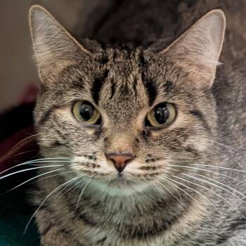 Lavender - Reduced Fee -  Domestic Short Hair Cat for Adoption in Jefferson, Wisconsin - Lavender - Reduced Fee | PetCurious
