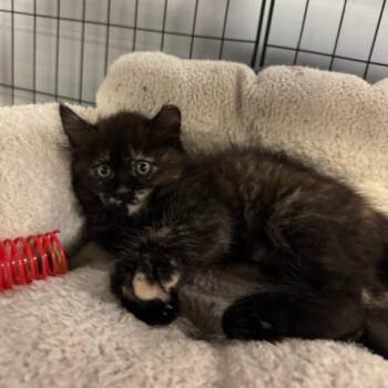 Rambler -  Domestic Medium Hair Cat for Adoption in Lenexa, Kansas - Rambler | PetCurious